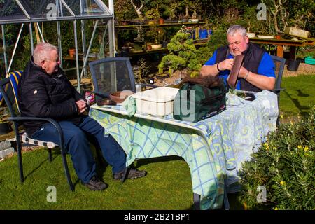 19. März 2017 Robert Porch ein schottischer Bonsai-Künstler, der einen hohen japanischen Bonsai-Baum aus weißer Kiefer im Bangor County In Nordirland abwehrt Stockfoto