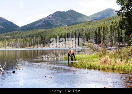 Frühling in den Rockies mit zwei Elchen, die aus einem See trinken. Im Hintergrund liegt ein Kiefernwald und entfernte blaugrüne Berge Stockfoto