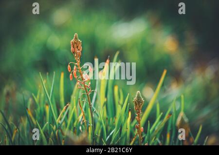 Buds of Bulbine frutescens auch bekannt als Burn Jelly Plant Stockfoto