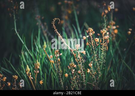 Blumen und Knospen von Bulbinen frutescens auch bekannt als Burn Jelly Plant Stockfoto