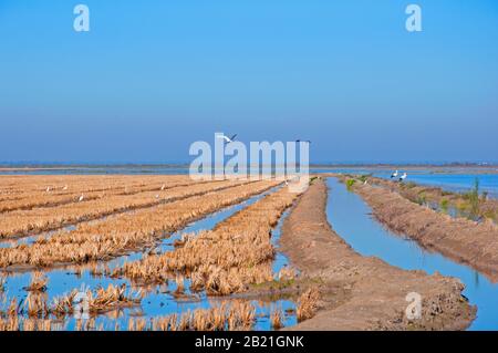 Weißstörche fliegen nach der Ernte über Reisfelder, Winterzeit. Blaues Wasser und klarer blauer Himmel. Isla Mayor, Sevilla, Spanien Stockfoto