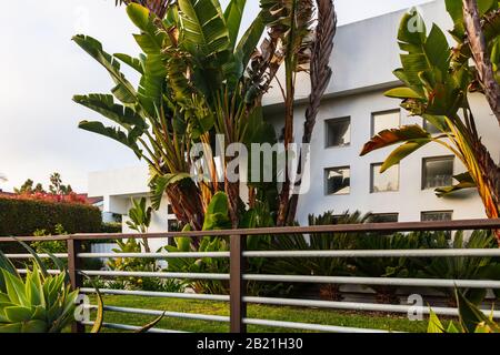 Wunderschönes Haus in Kalifornien mit einem individuell gestalteten Garten und einem Yard mit einer Vielzahl von Pflanzen. Im Februar 2020 aus einem öffentlichen Raum übernommen. Stockfoto
