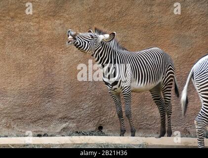 Los Angeles, Kalifornien, USA 27. Februar 2020 EIN Grevy's Zebra am 27. Februar 2020 im Zoo von Los Angeles in Los Angeles, Kalifornien, USA. Foto von Barry King/Alamy Stock Photo Stockfoto