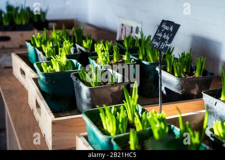 Vergossene Blumensprossen zum Verkauf. Sämchenblumen hyazinthe in Holzkiste. Pflanzen für Spenden. Self Service. Kopierbereich Stockfoto