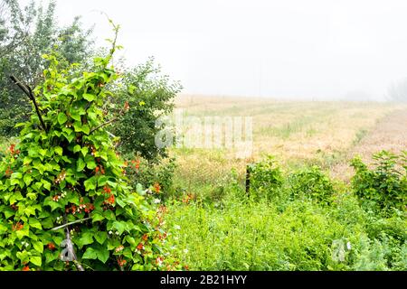 Nebelwetter oder Nebel auf dem Bauernfeld am Morgen mit roten Blumen auf Bohnenpflanze auf Holzpfosten Trellis in der Ukraine Landschaft im Sommer mit niemandem Stockfoto