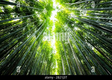 Kyoto, Japan Weitwinkel Blick auf Arashiyama Bambus Waldpark-Muster vieler Pflanzen am Frühlingstag mit grüner Blattfarbe Stockfoto