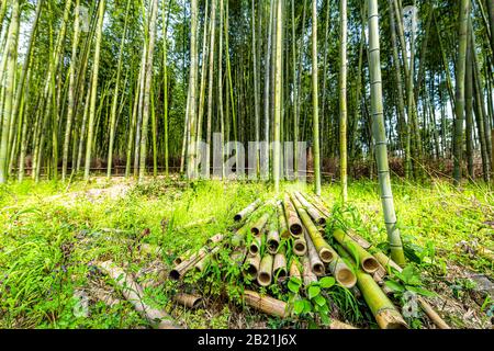 Kyoto, Japan Weitwinkelansicht des Arashiyama-Bambus-Waldpark-Musters vieler Pflanzen am Frühlingstag mit gehacktem Stammgrovenauflauf Stockfoto