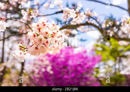 Kirschblütenblüten auf Baummakro-Nahaufnahme und verschwommener Landschaftshintergrund und Sakura im Ninna-JI Tempel in Kyoto, Japan Stockfoto