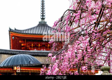 Kyoto, Japan Kirschblüte rosa Sakura-Baum im Frühjahr mit blühenden Blumen im Garten und rot goldenem Kiyomizudera-Tempel-Schrein-Pagode-Gebäude in BA Stockfoto