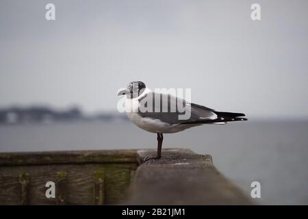 Möwe Ruht An EINEM Winterlichen Tag Stockfoto