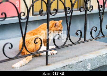 Streunende orangefarbene weiße Katze hinter schmiedeeisernem Geländer auf der Seitenstraße in New Orleans, Louisiana, mit kratzendem Hals auf der Veranda des Hauses Stockfoto