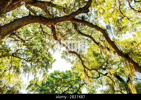 Älteste Südeiche leben in New Orleans, Louisiana Audubon Park mit hängendem spanischem Moos im Garden District Tree of Life mit Blick auf den niedrigen Winkel Stockfoto