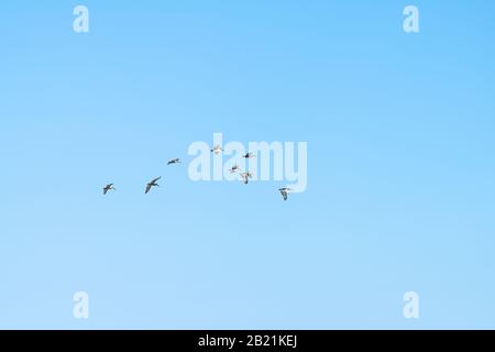 Meer, Florida Strandmeer mit Blick auf den blauen Himmel während des sonnigen Tages Vogelherde fliegen Stockfoto