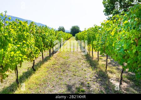 Grechetto Trauben hängende Weinrebe für Wein in Assisi, Umbrien, Italien Weingut Weingut am sonnigen Sommertag mit Blick auf die Landschaft des Walzens Hi Stockfoto