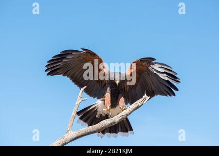 Harris Hawk kommt für eine Landung Isoliert auf blauem Himmel ein Stockfoto