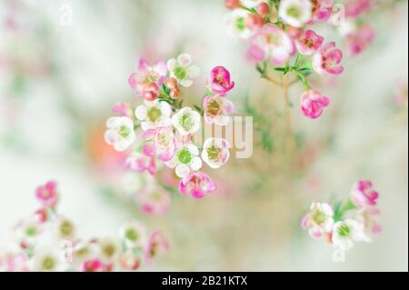 Weiße und rosafarbene Blumen im Blumenstrauß Stockfoto