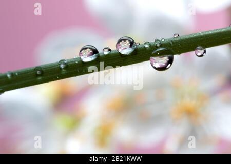 Ein Makro-Porträt einer Grashalme mit Wassertropfen darauf. Im Tau tröpfelt sich das reflektierte Bild der verschwommenen weißen Kirschblüte im Backgr Stockfoto
