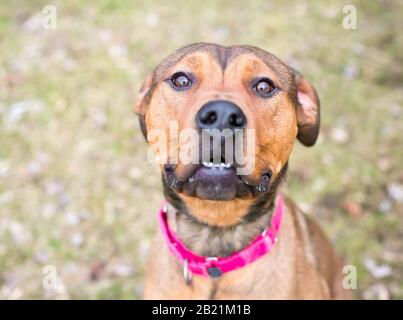 Ein Shepherd x Terrier gemischter Rassehund, der einen roten Kragen trägt und auf die Kamera blickt Stockfoto