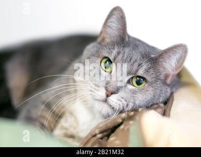 Eine graue tabby Haus-Kurzhaarkatze mit leuchtend grünen Augen, die sich in einem Katzen-Bett entspannen kann Stockfoto