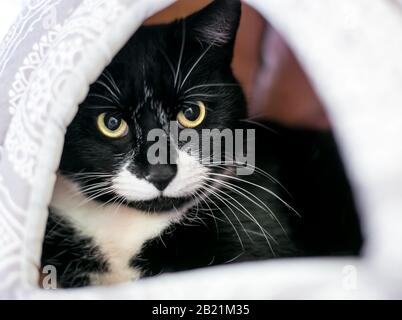 Eine schüchterne schwarz-weiße Tuxedo-Katze mit verdünnt eingezogenen Pupillen, die sich innerhalb eines bedeckten Katzen-Bettes verstecken Stockfoto