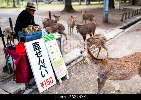 Nara, Japan - 14. April 2019: Der Anbieter von Menschen verkauft Reiskräcker an Touristen im Stadtpark in der Nähe von Hirschen, die ihnen Nahrung und Schild füttern Stockfoto