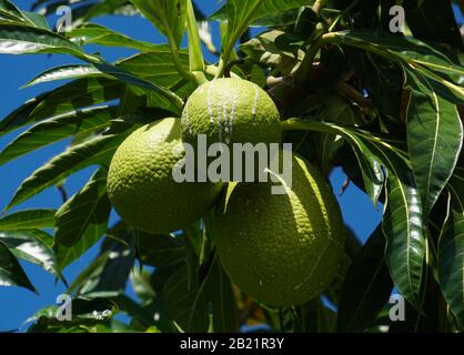 Blick auf die leuchtend grüne Brotfrucht, die vom Baum hängt, mit dem blauen Himmel, der durch die dunkelgrünen Blätter glänzt. Stockfoto