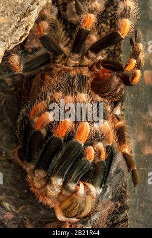 Mexican Red Knee Tarantula - Brachypelma Hamorii (gefangen) in Molt, wobei er sich aus seiner alten Haut extrahiert. Stockfoto