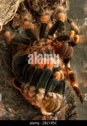 Mexican Red Knee Tarantula - Brachypelma Hamorii (gefangen) in Molt, wobei er sich aus seiner alten Haut extrahiert. Stockfoto