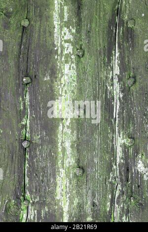 Moss und Schimmel wirken auf eine Holzplatte. Details der Holzstruktur, mit verwittertem Look, alt und grün. Stockfoto