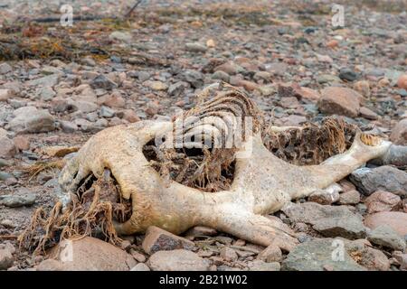 Ein totes, zersetzendes Siegel an einem felsigen Strand. Sein gerippter Käfig ragt aus dem Kadaver heraus. Kopf fehlt. Stockfoto