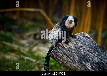 Weißköpfige Marmose (Callithrix geoffroyi) Stockfoto