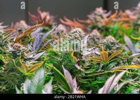 Cannabis Pflanze Blume HDR Stockfoto