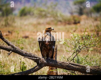 Tawniger Adler (Aquila rapax) sitzt auf einem Zweig eines toten Baumes und beobachtet die Umgebung in der Morgensonne im Kruger Nationalpark Stockfoto
