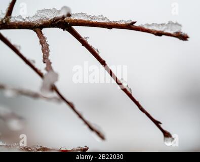 Baum Äste bedeckt mit Schnee und Schnee während eines Winters Sturm Stockfoto