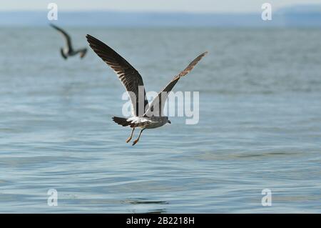 Der große Möwe, der seine Flügel ausbreitet, fliegt tief auf Wasser Stockfoto