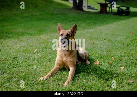 Deutscher Hirtenhund, Ausbildungsaktivitäten Stockfoto