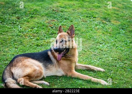 Deutscher Hirtenhund, Ausbildungsaktivitäten Stockfoto