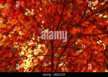Abstrakter Baum mit orange roten Herbstblättern und goldenem Sonnenlicht. Stockfoto
