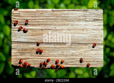 Dame wanzen auf Holzstück, umgeben von grünen Blättern. Kopierbereich, kann als Rahmen oder Hintergrund verwendet werden. Stockfoto