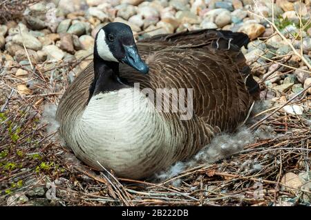 Eine kanadargans, die auf ihrem Nest sitzt. Fotografiert in Colorado. Stockfoto