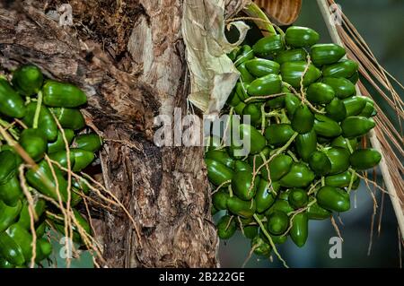 Nahaufnahme der Palme mit grüner Frucht. Stockfoto