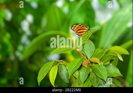 Orange, Schwarz, Gelb und Weißer Schmetterling, Orange Tiger Longwing (Heliconius hecale), auf grünem Grund. Stockfoto