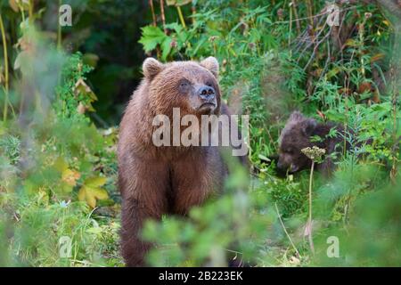 Wilder Kamtschatka-Braunbär Ursus arctos piscator in natürlichem Lebensraum mit Blick aus dem Sommerwald. Halbinsel Kamtschatka - Reiseziele wildes Leben Stockfoto