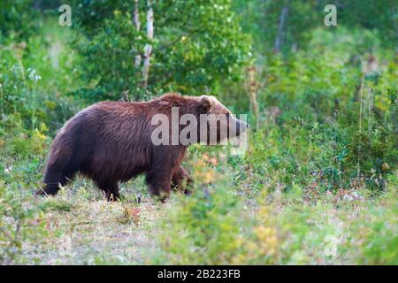 Kamtschatka Braunbär Ursus arctos piscator im natürlichen Lebensraum, Spaziergänge im Sommerwald. Halbinsel Kamtschatka - die besten Reiseziele Stockfoto