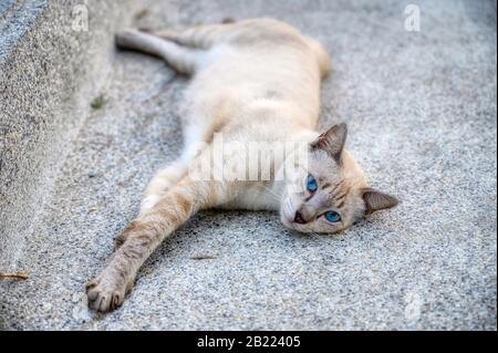 Eine blauäugige Streukatze in Thailand mit Merkmalen einer Tonkinese-Rasse Stockfoto