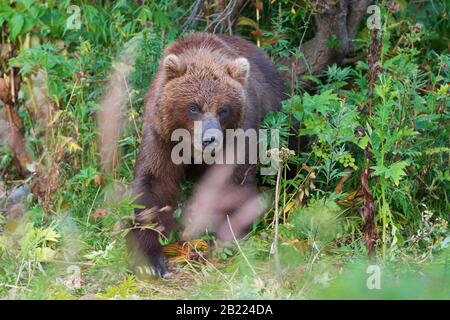 Wilder Kamtschatka-Braunbär in natürlichem Lebensraum mit Blick aus dem Sommerwald. Halbinsel Kamtschatka - Reiseziele für Beobachtung wilder Raubtiere Stockfoto