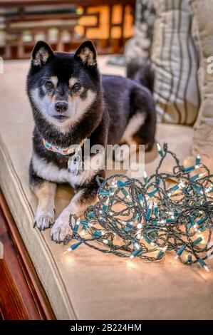 Für die Kamera posiert ein schwarz-weißer Shiba-Inu-Hund Stockfoto