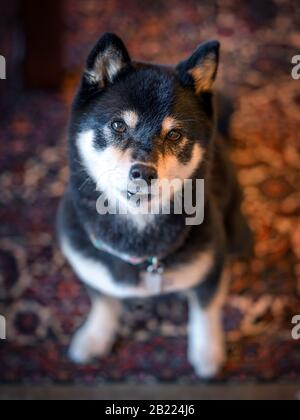 Für die Kamera posiert ein schwarz-weißer Shiba-Inu-Hund Stockfoto