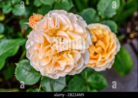 "Roald Dahl", eine Rose von David Austin Roses Stockfoto