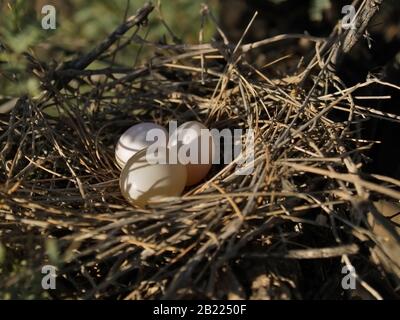 Eier im Gelege einer Arizona Rock Dove. Stockfoto